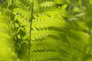 Psaltcare Mental Health Support Groups for Depression and Bipolar